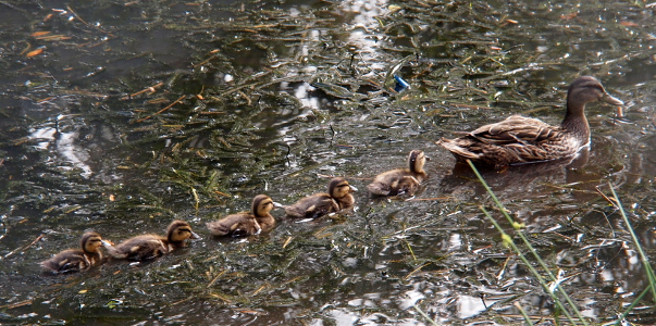 [Mom swims to the right with five ducklings in a row behind her. The last duckling is nearly one half the size of the one in front of her.]
